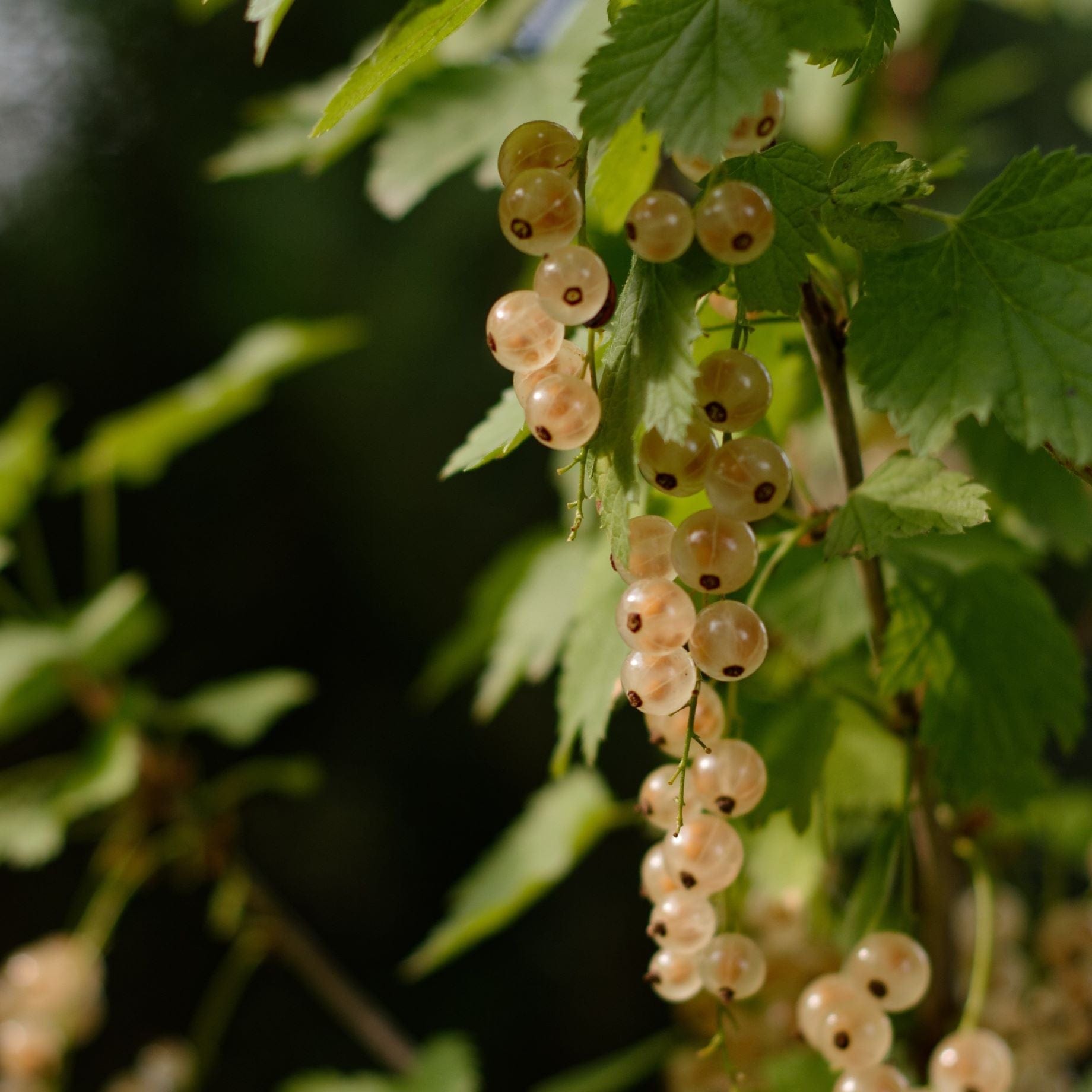 'Gloire de Sablons' Pink Currant Plant