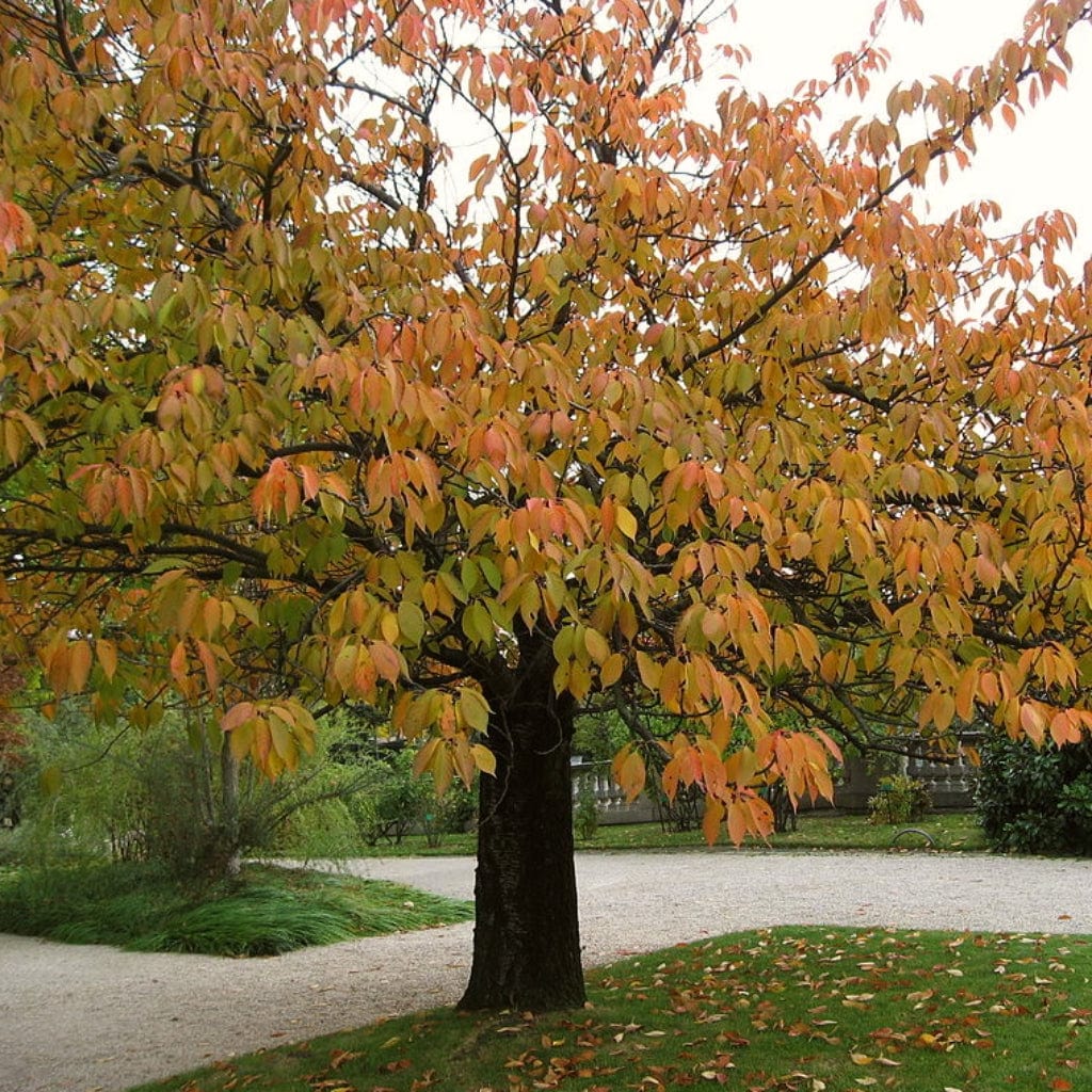 'Pink Perfection' Cherry Blossom Tree