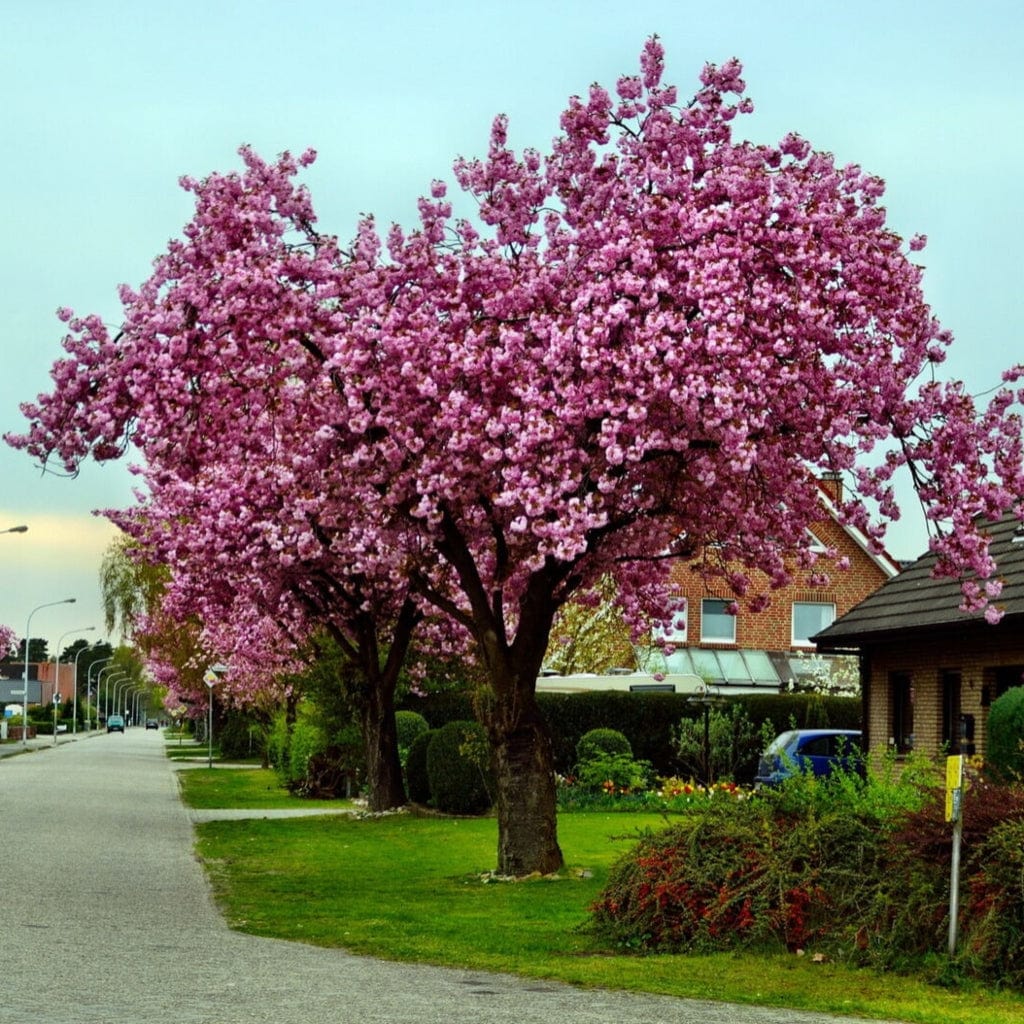'Pink Perfection' Cherry Blossom Tree