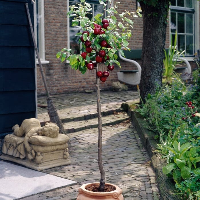 'Victoria' Plum Tree