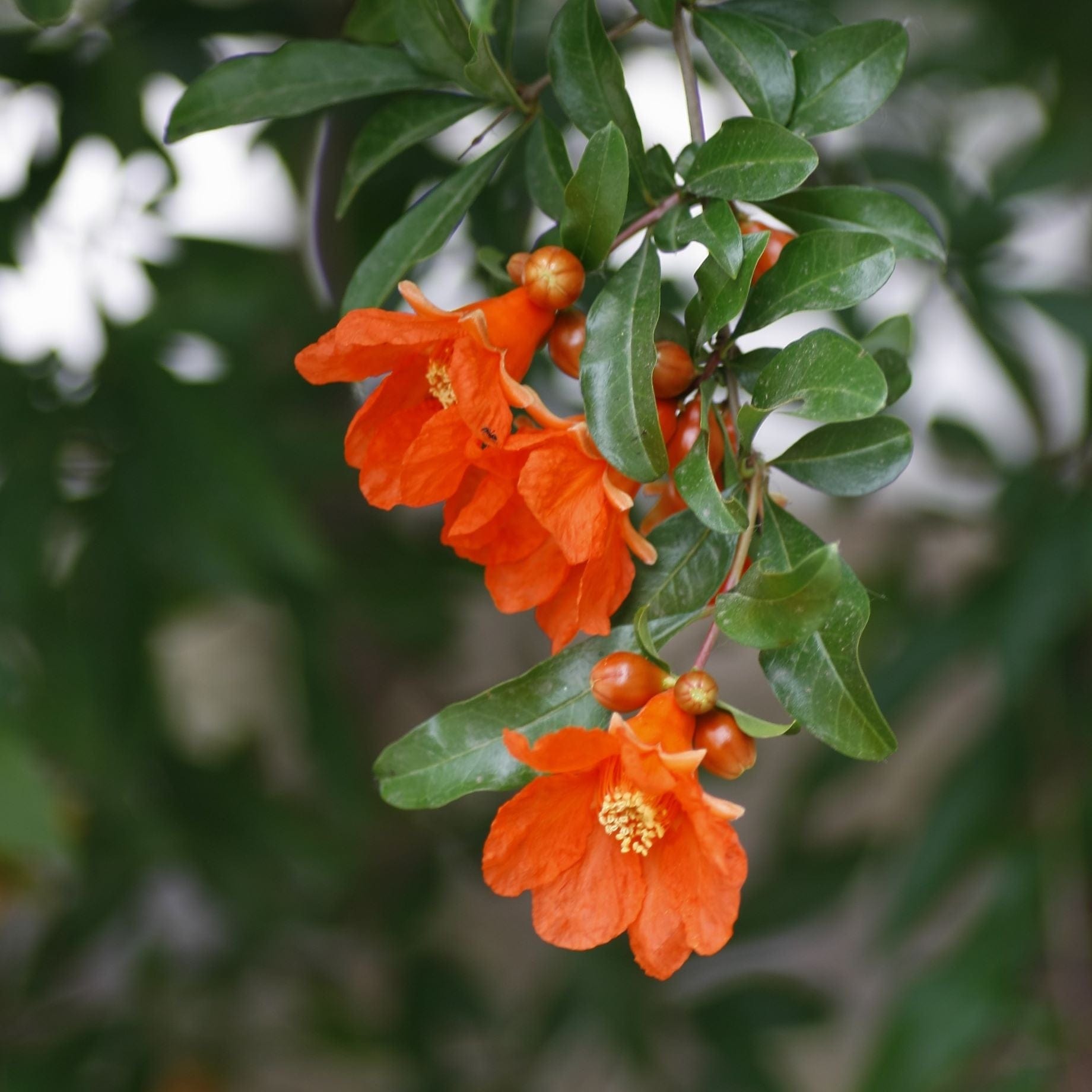 UK Hardy Pomegranate Bush