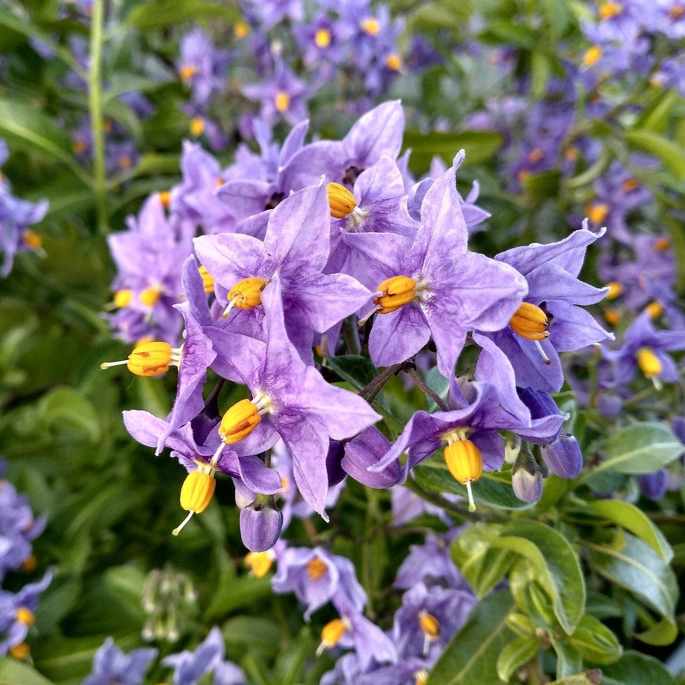 Solanum crispum 'Glasnevin'