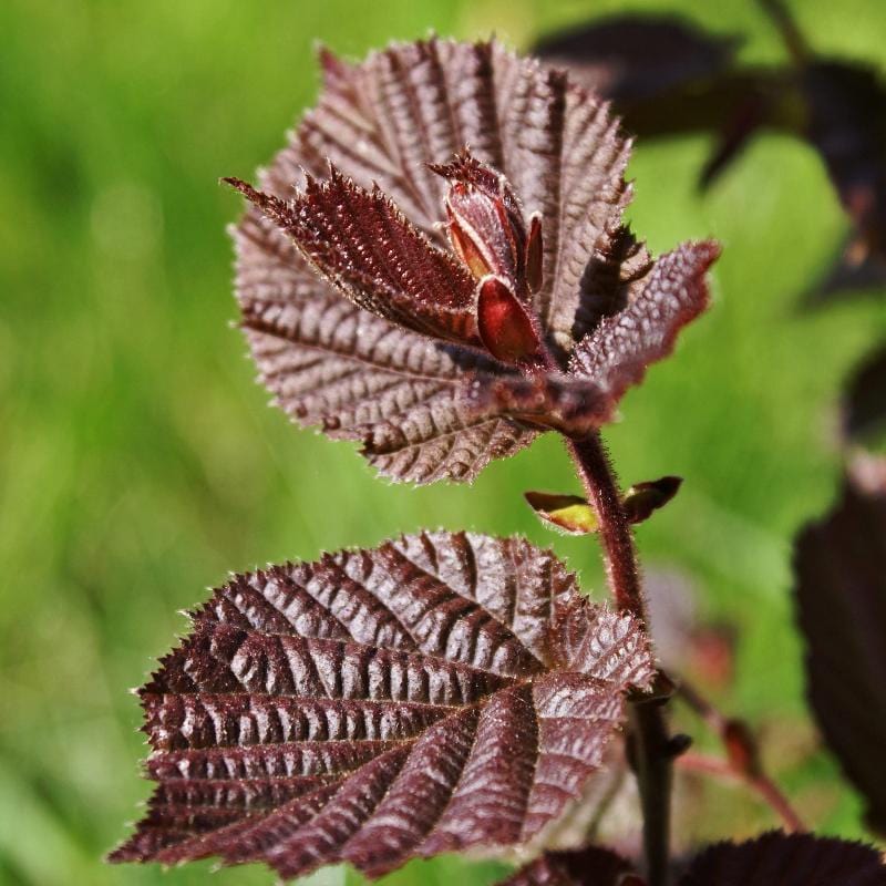 Corylus avellana 'Red Majestic'