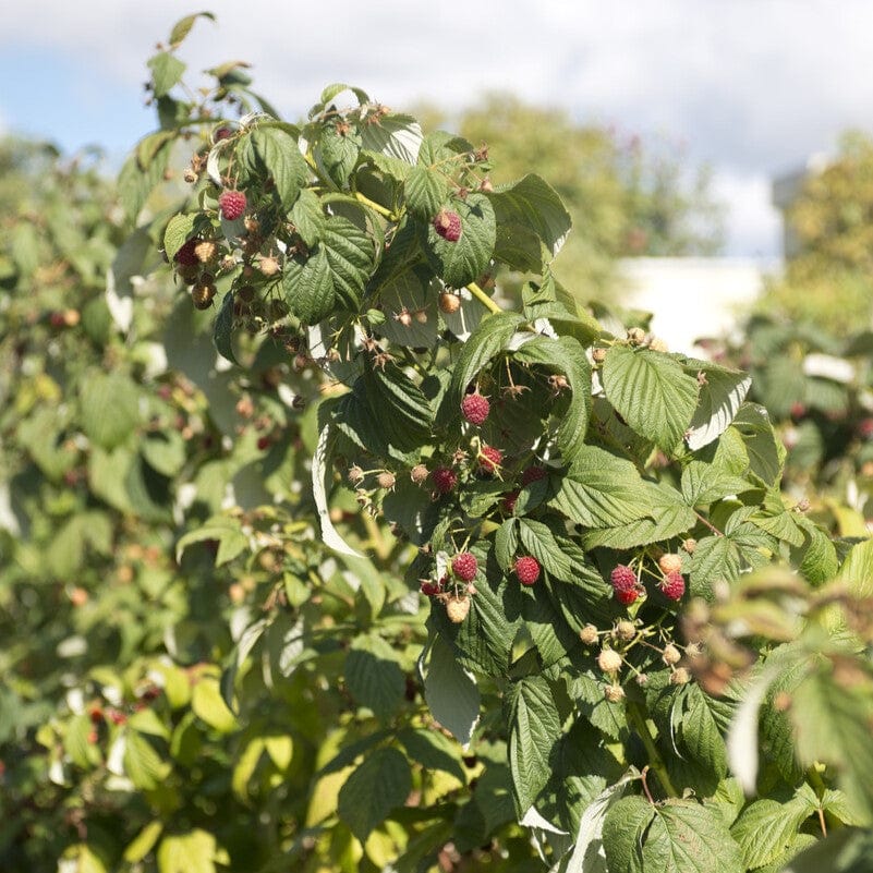 Growers' Choice