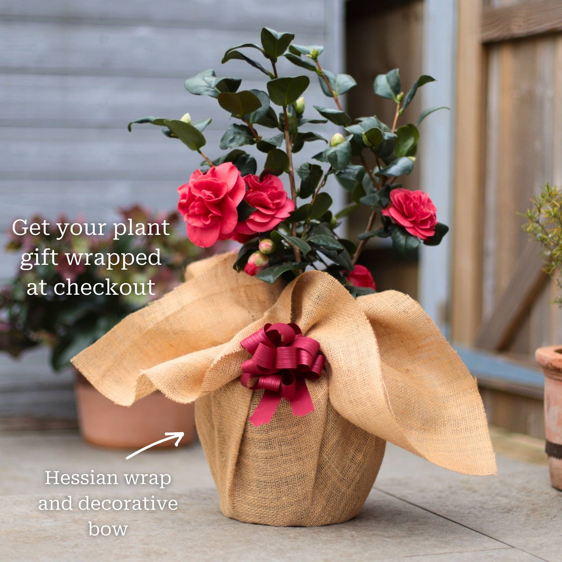 Camellia japonica 'Nuccio's Pearl'