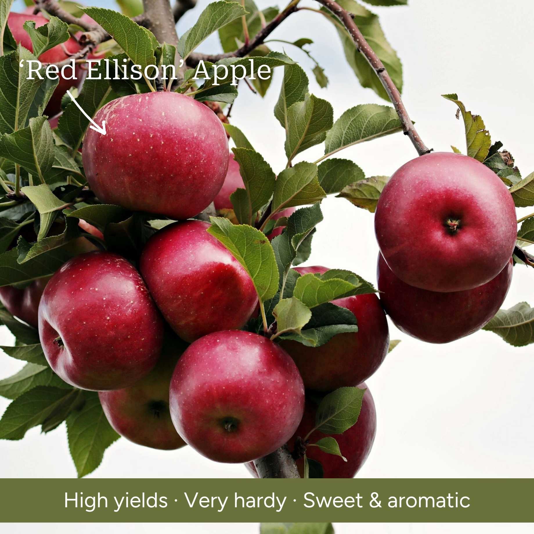 Espalier Apple Tree