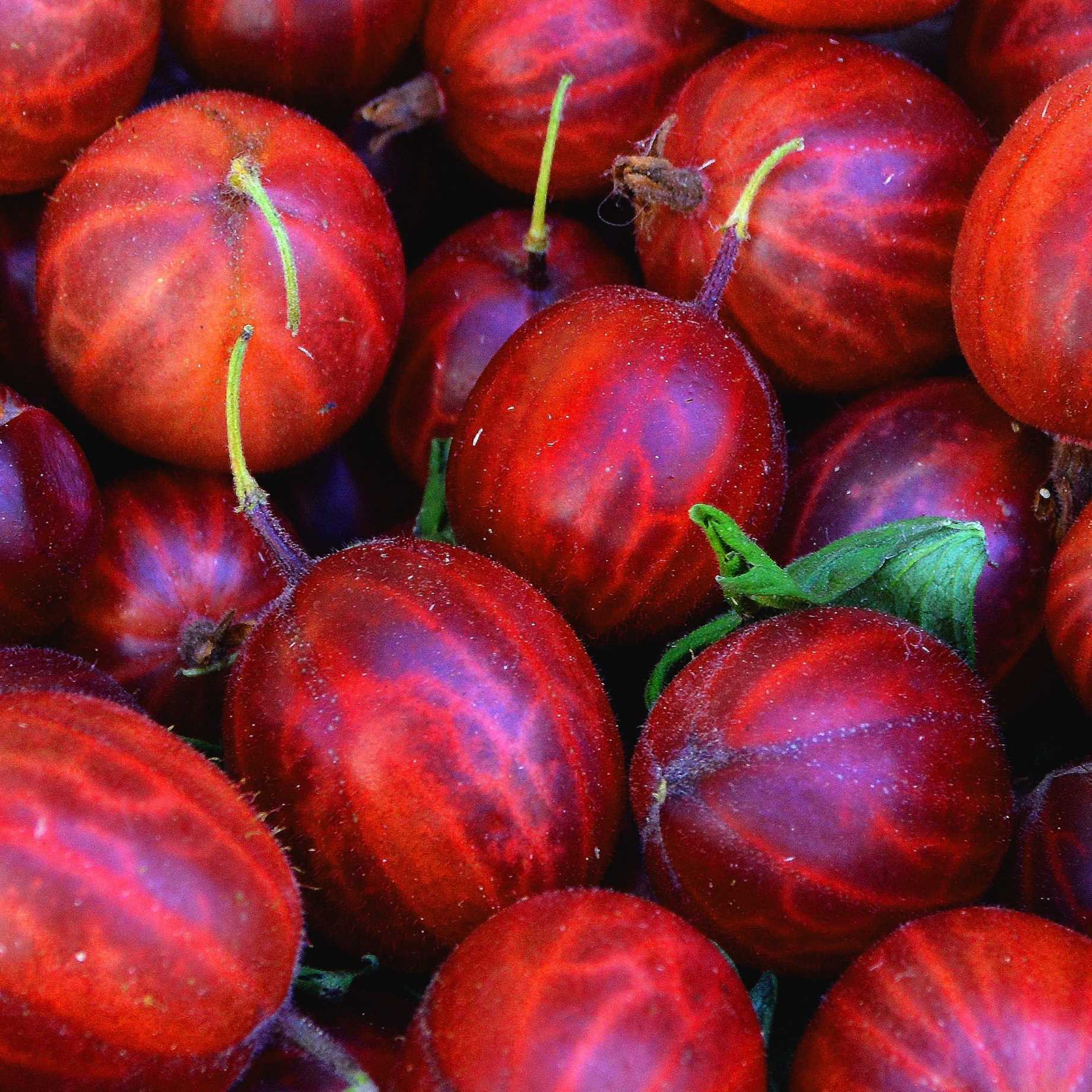'Hinnonmaki Red' Gooseberry Bush