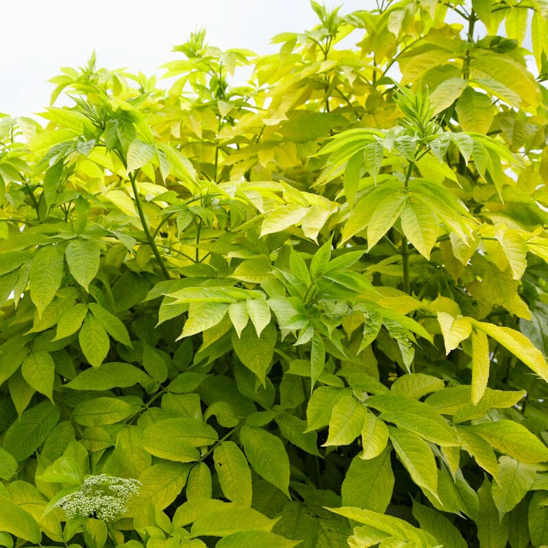 Sambucus nigra 'Aurea'