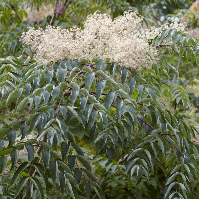 Aralia elata