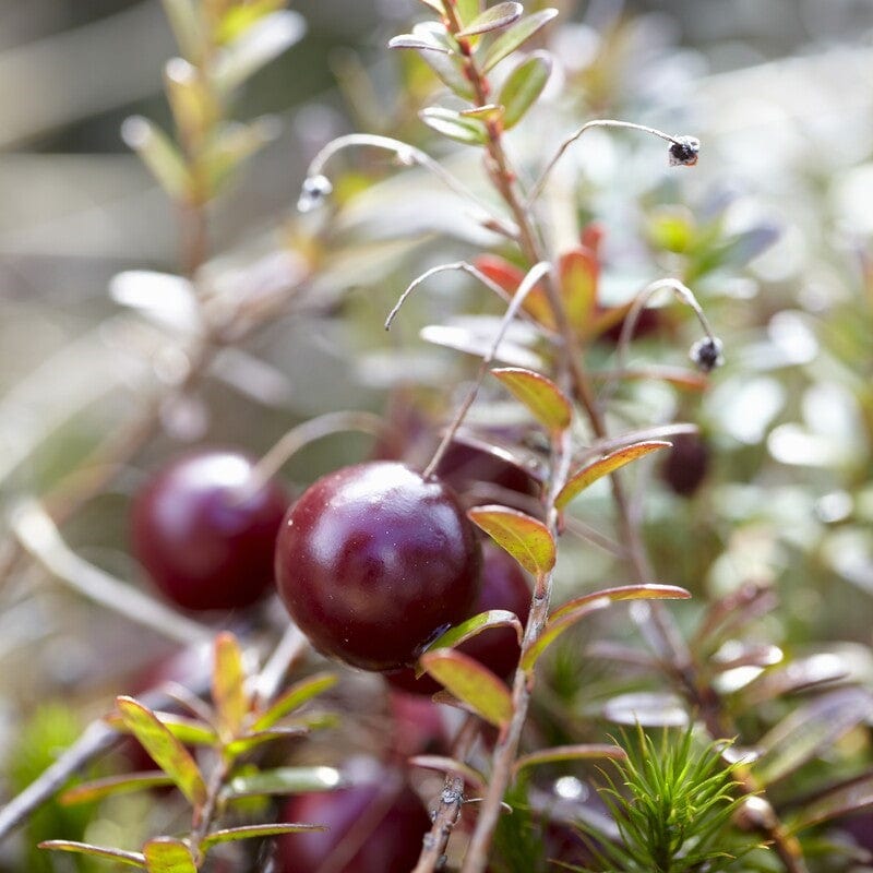 Cranberry Plant