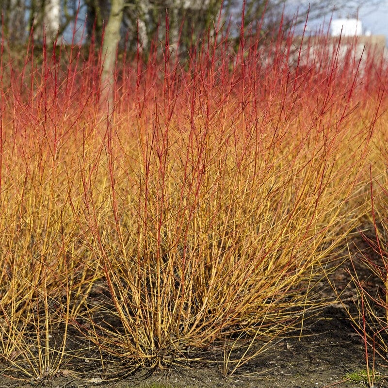 Cornus sanguinea 'Midwinter Fire'