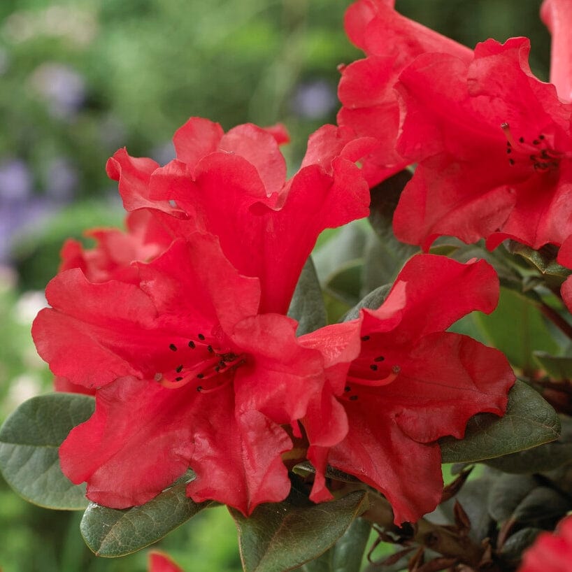 Best Flowering Evergreen Shrubs