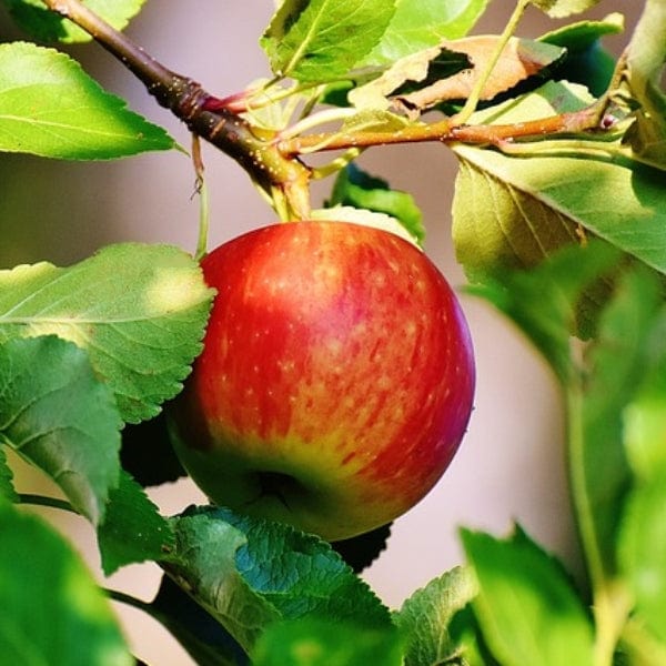 'Scrumptious®' Apple Tree