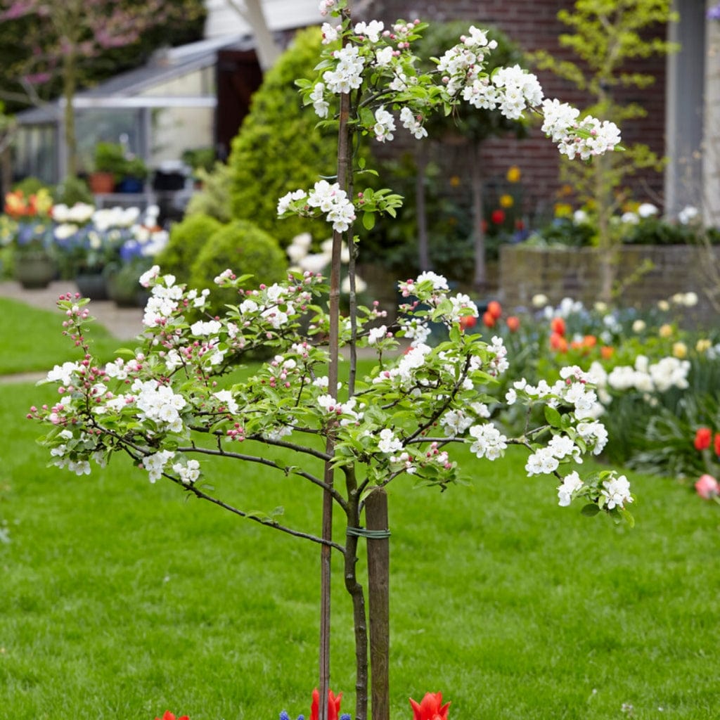 'Scrumptious®' Apple Tree