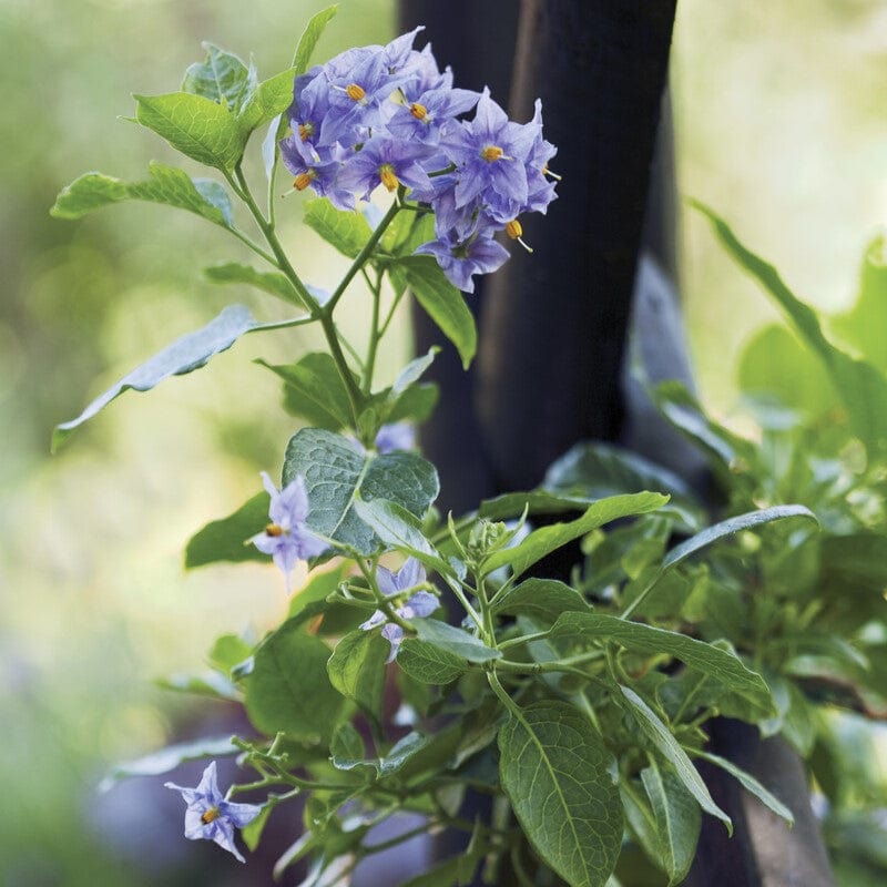 Solanum crispum 'Glasnevin'