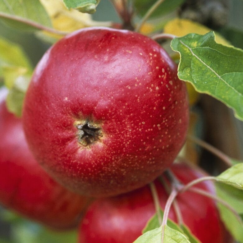 'Fiesta' Apple Tree