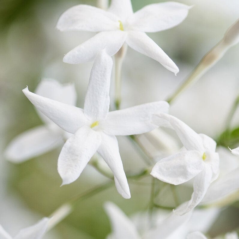 Jasmine polyanthum