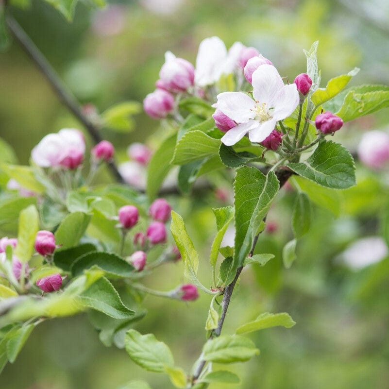 'Fiesta' Apple Tree
