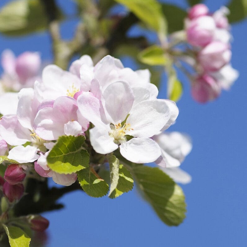 'Sunset' Apple Tree