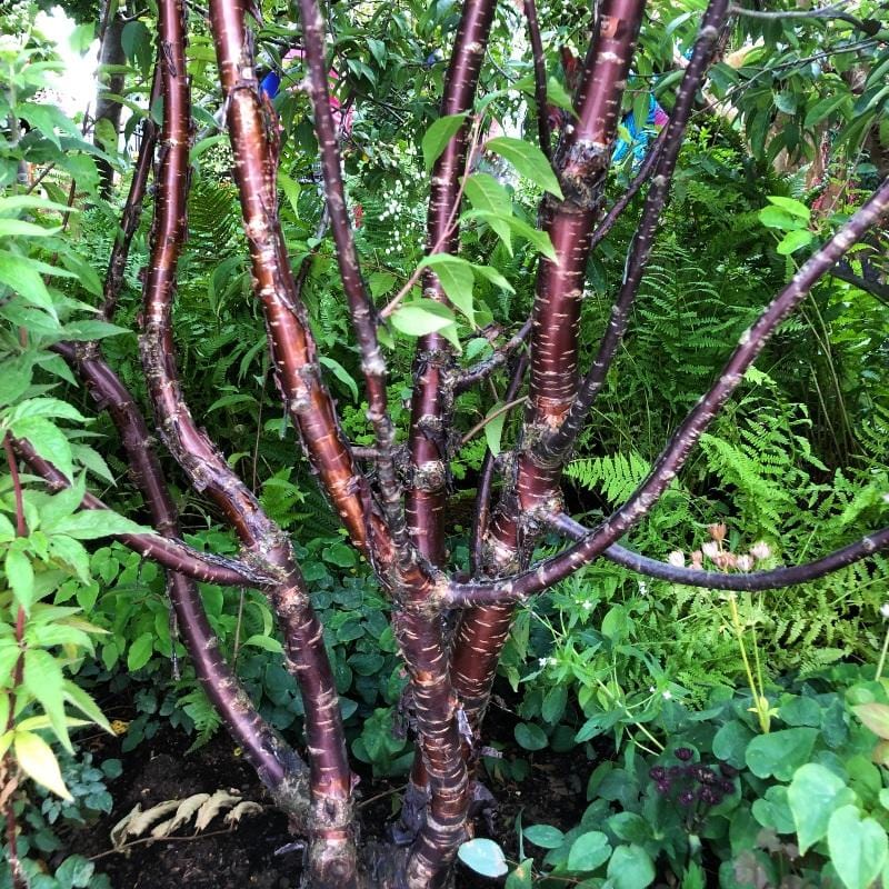 Prunus serrula