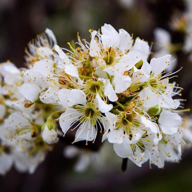 'Victoria' Plum Tree