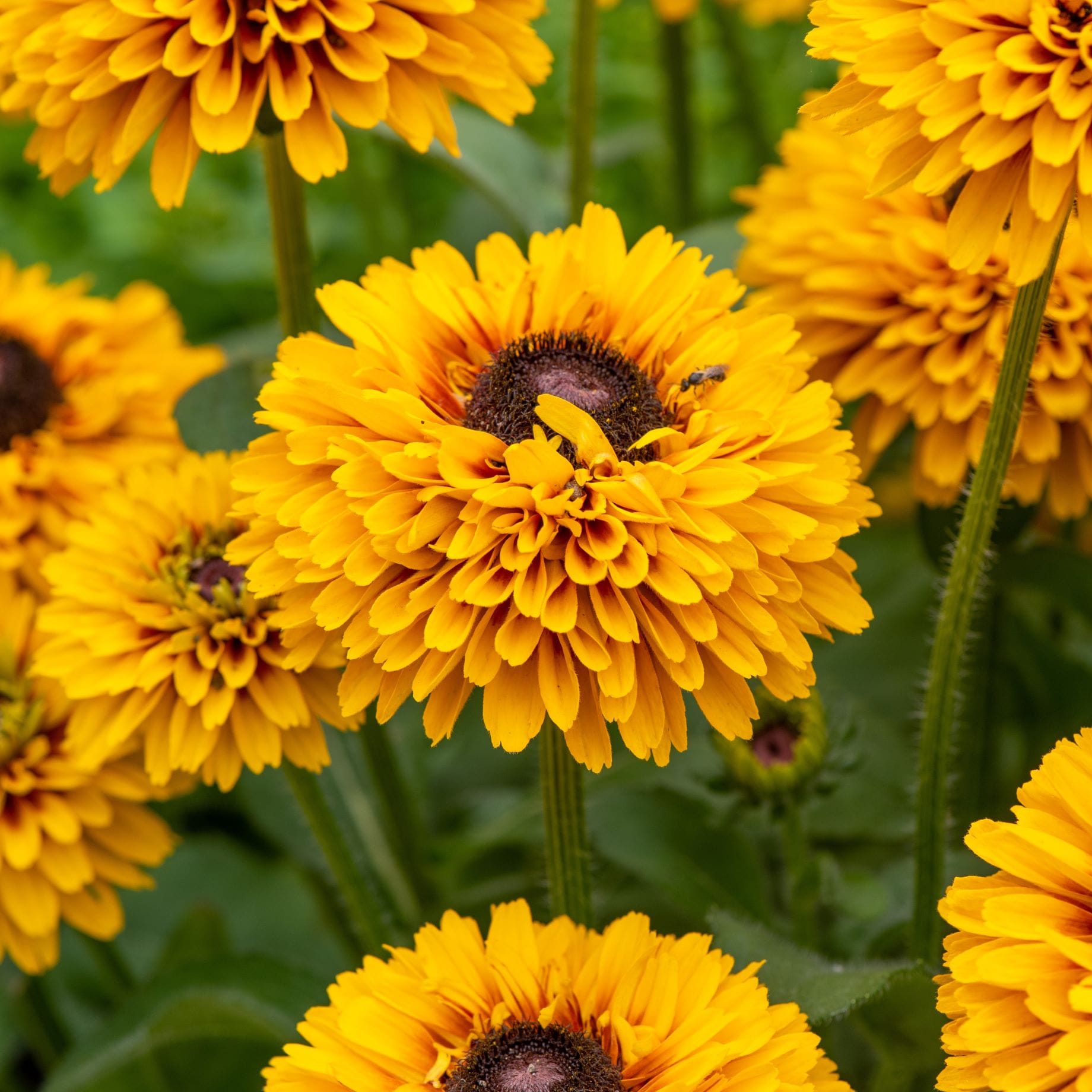 Rudbeckia 'Double Kissing SmileyZ'