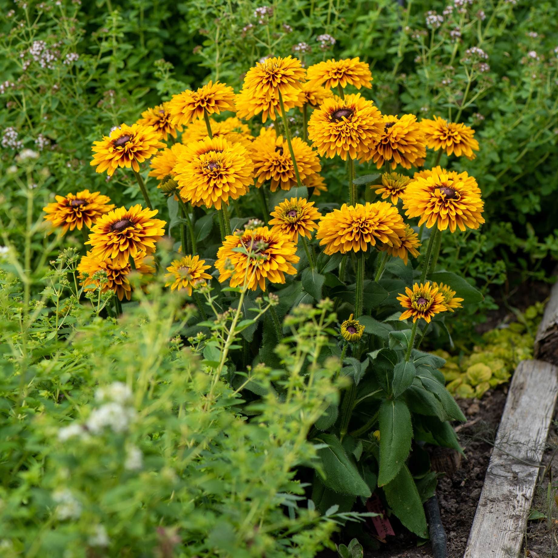 Rudbeckia 'Double Kissing SmileyZ'