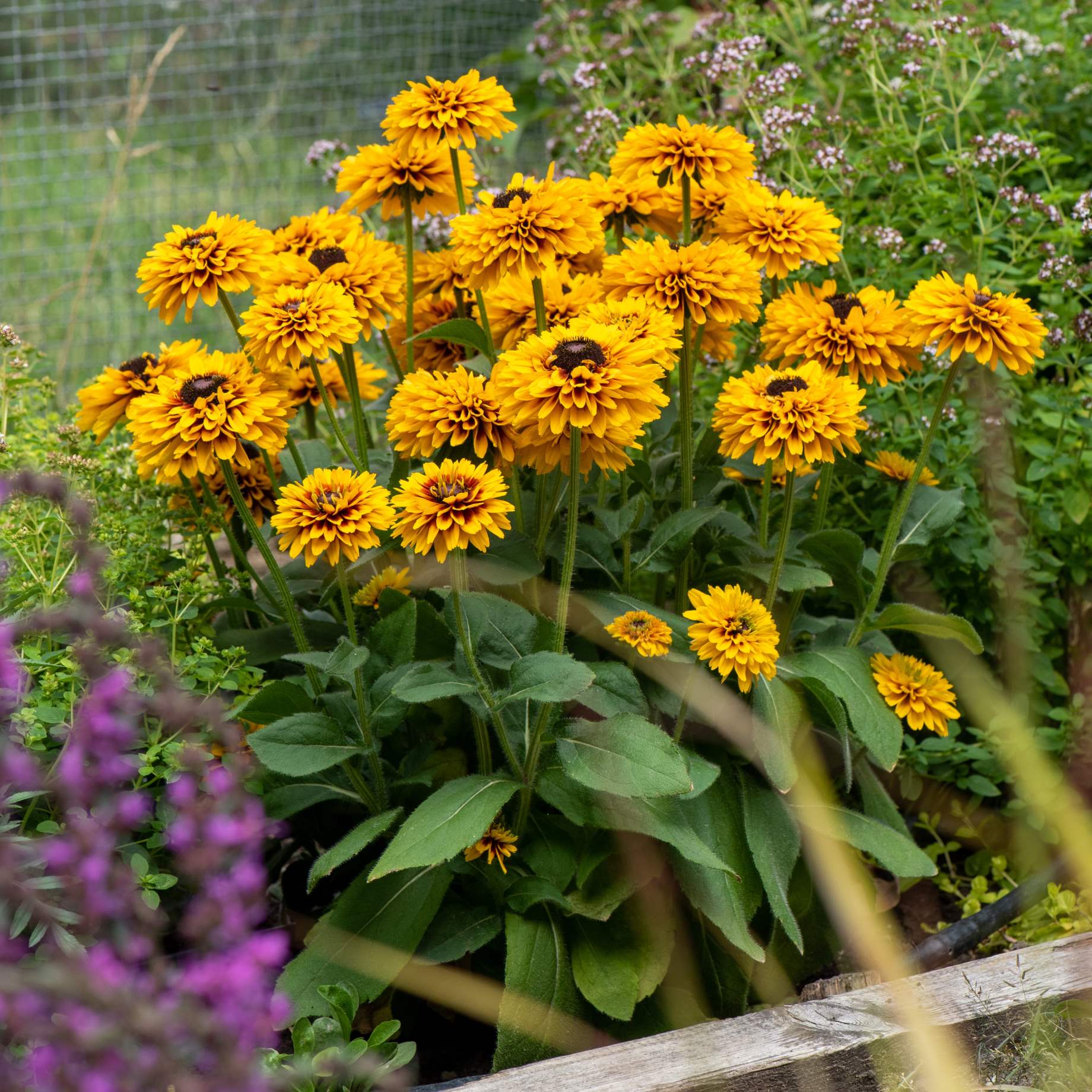 Rudbeckia 'Double Kissing SmileyZ'