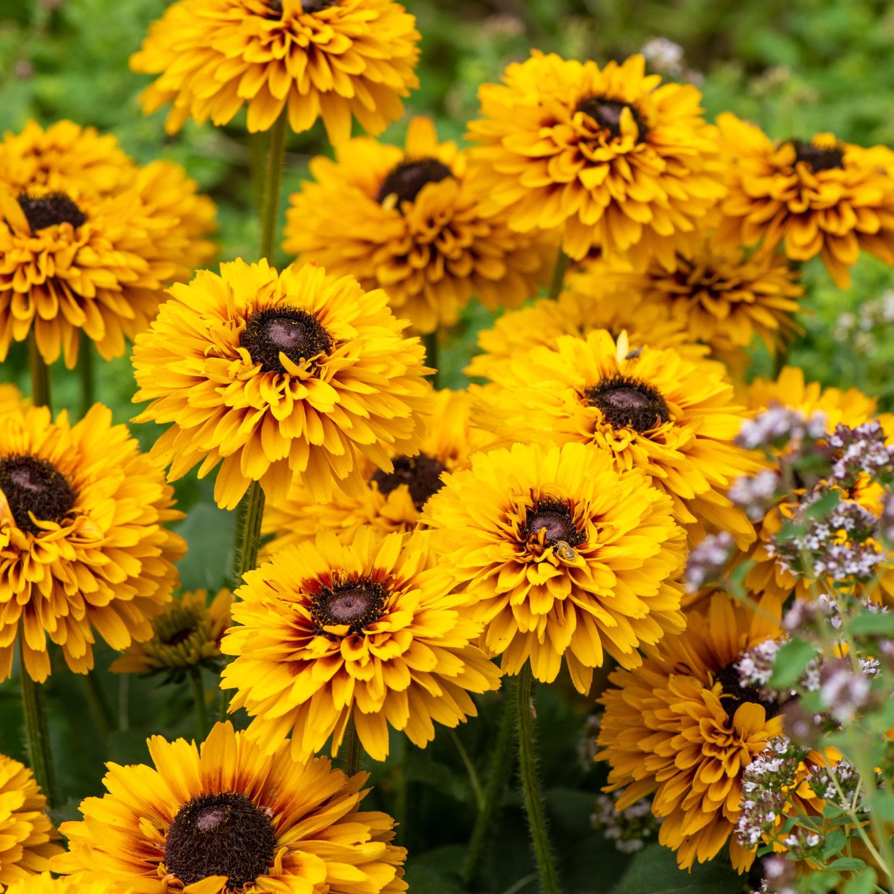 Rudbeckia 'Double Kissing SmileyZ'