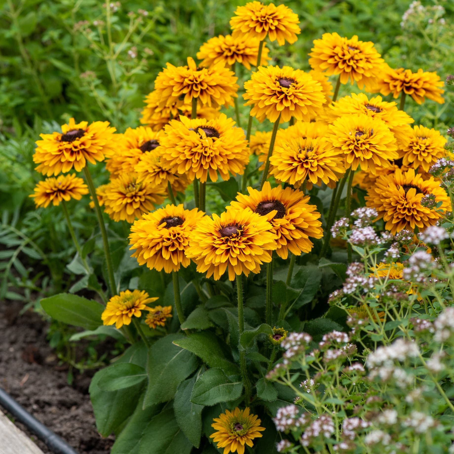 Rudbeckia 'Double Kissing SmileyZ'