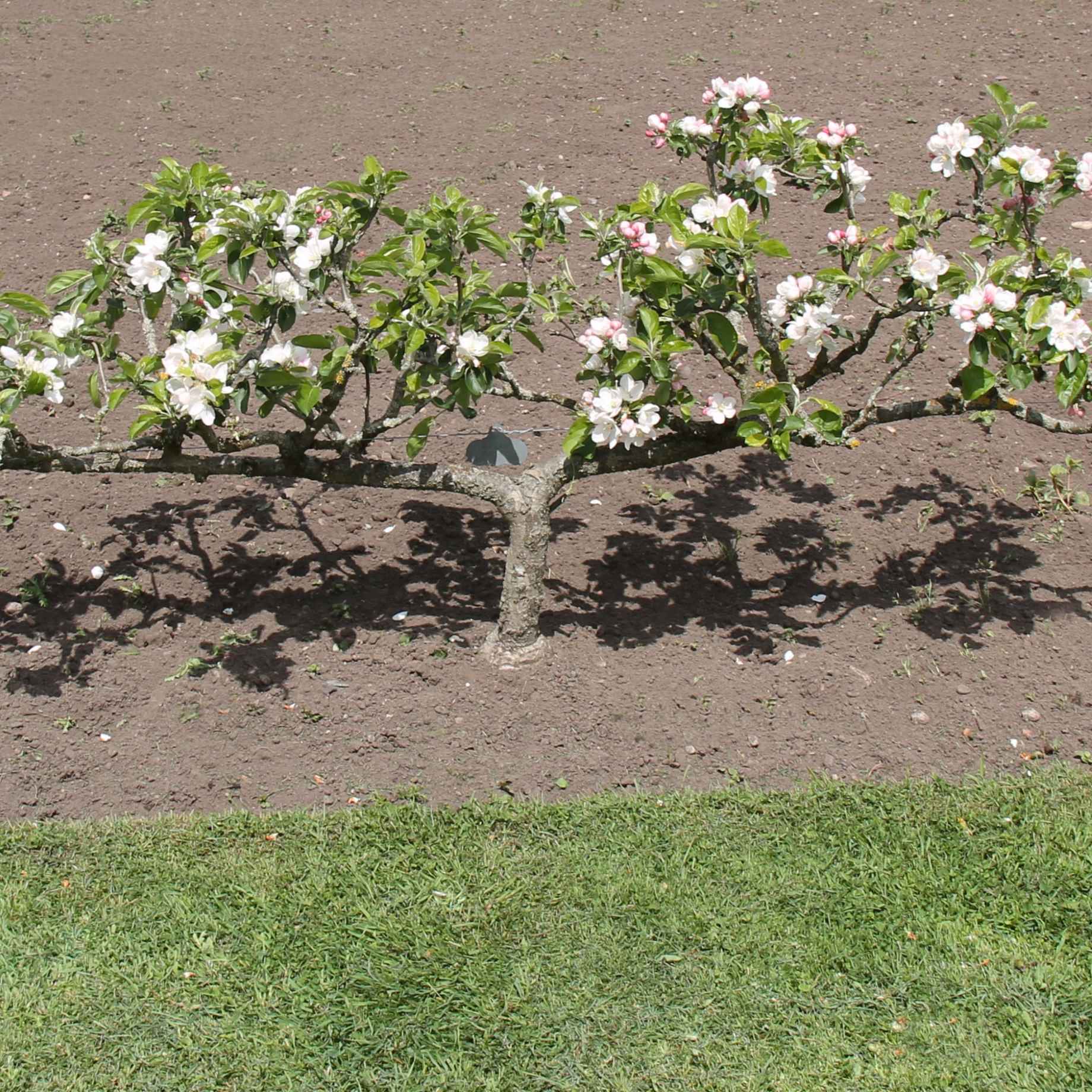 Stepover Apple Tree