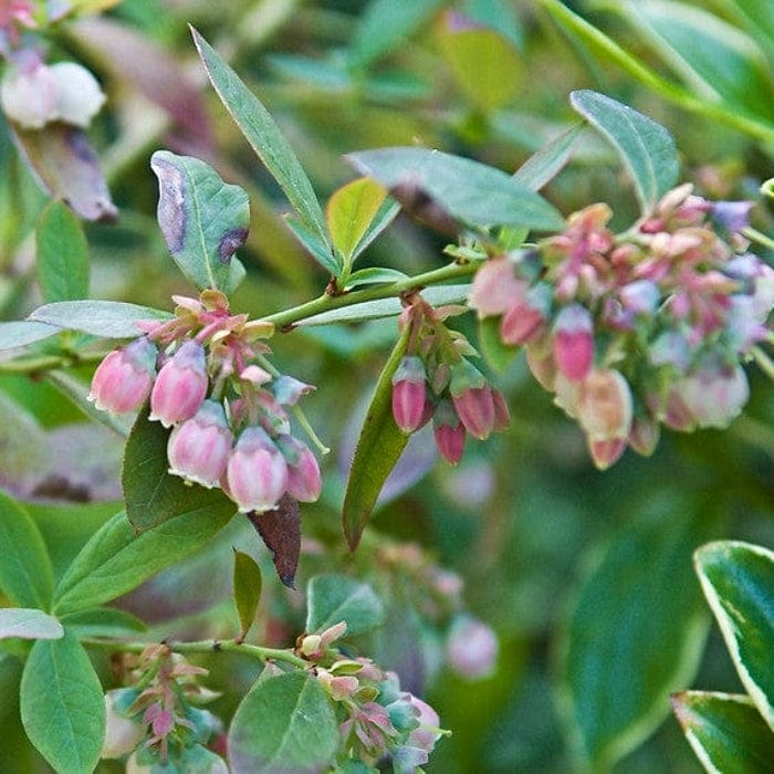 'Sunshine Blue' Evergreen Blueberry Bush