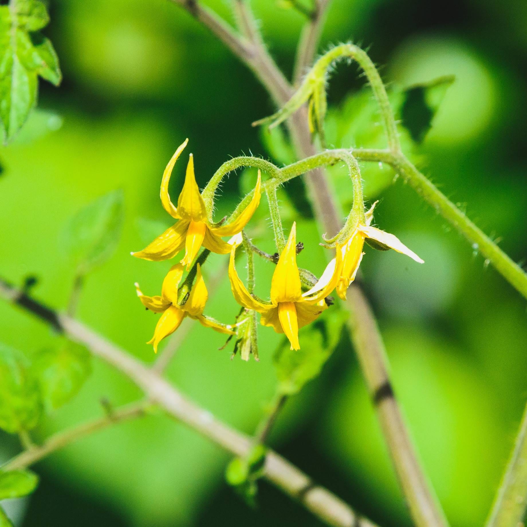 'Gardener's Delight' Tomato Plants