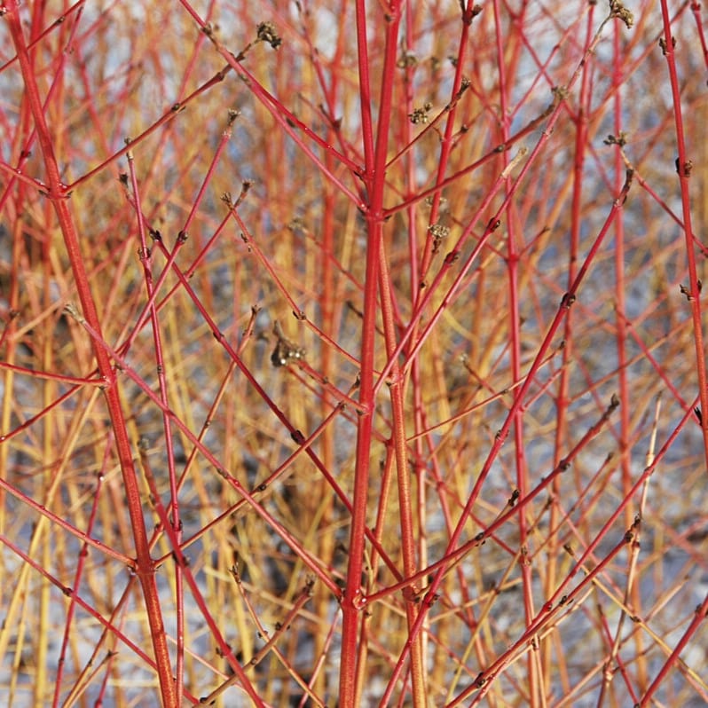 Cornus sanguinea 'Midwinter Fire'