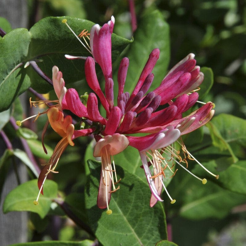 Lonicera heckrottii