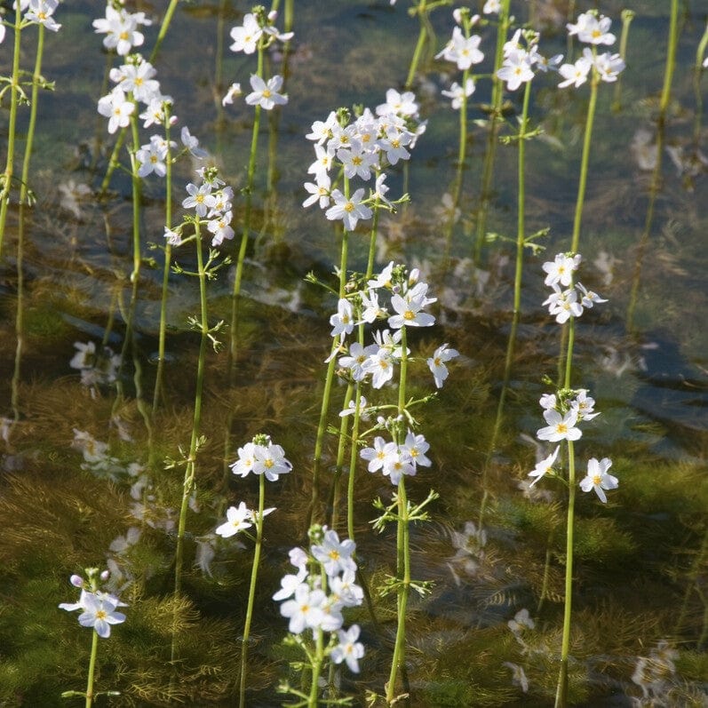 Hottonia palustris
