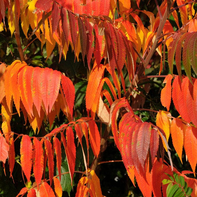 Rhus typhina