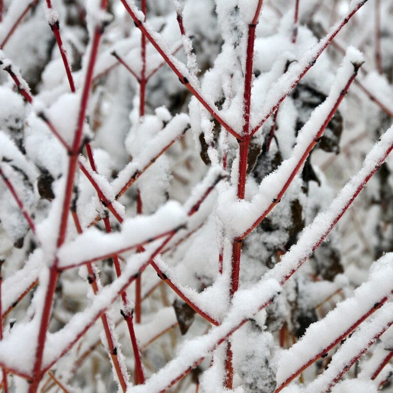 Cornus sanguinea 'Midwinter Fire'
