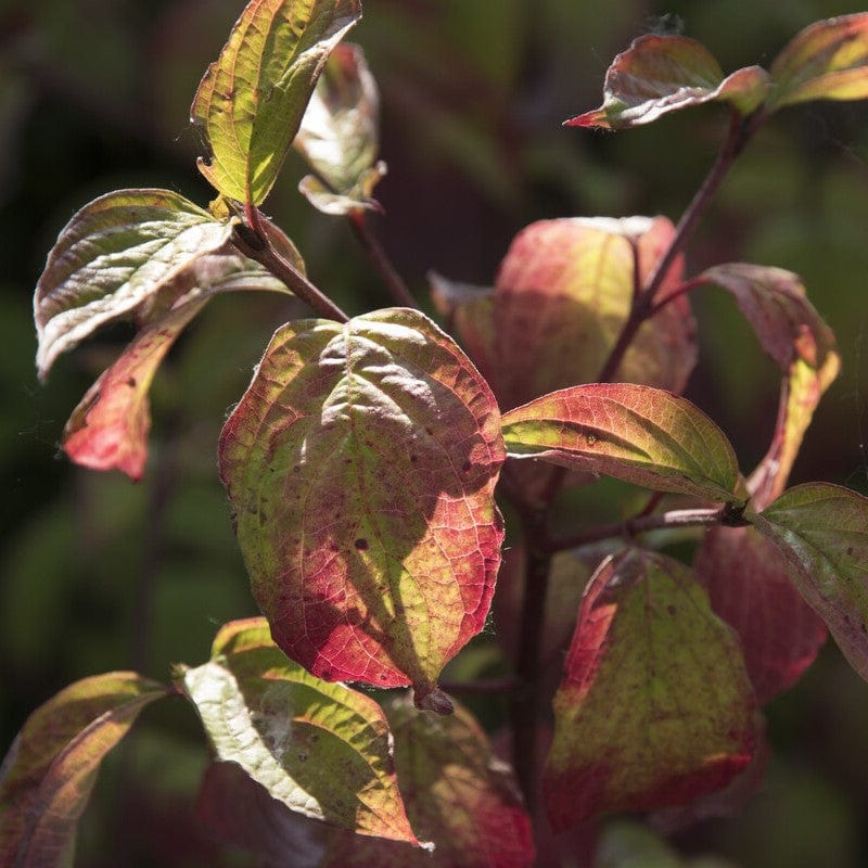 Cornus sanguinea 'Midwinter Fire'
