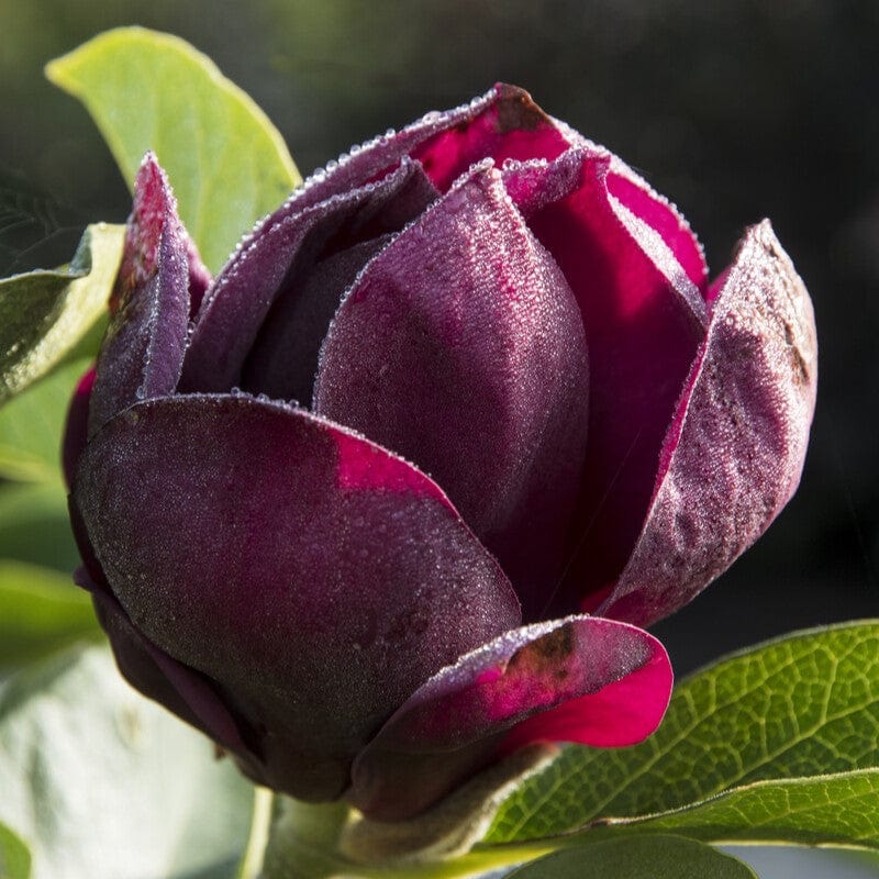 Magnolia 'Genie'