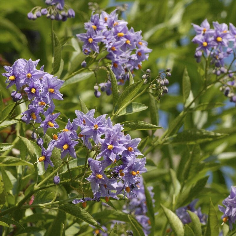 Solanum crispum 'Glasnevin'