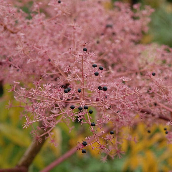 Aralia elata