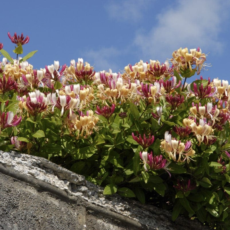 Lonicera periclymenum 'Serotina'