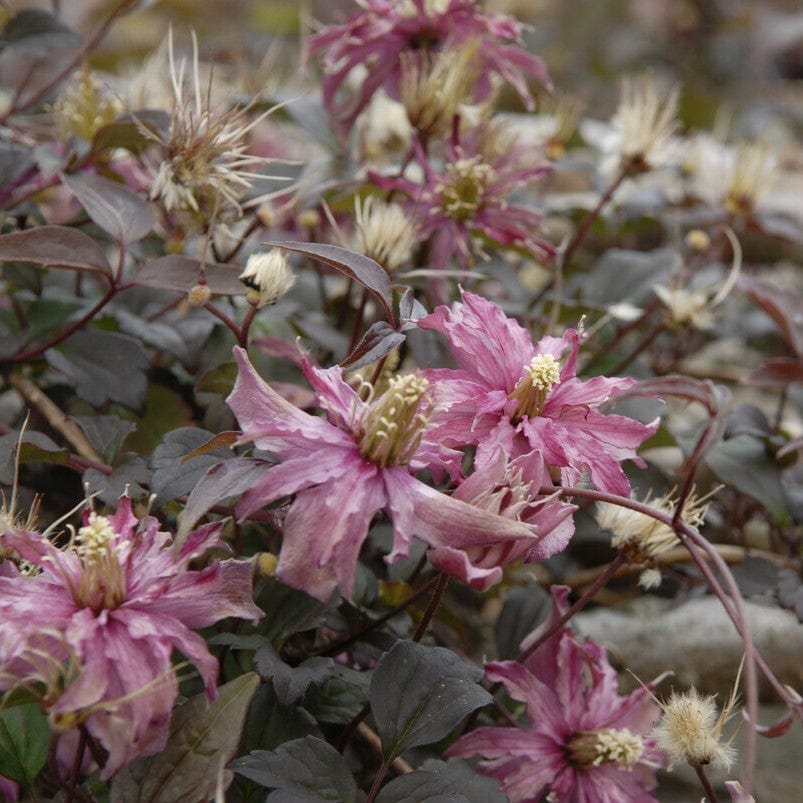 Clematis montana 'Marjorie'
