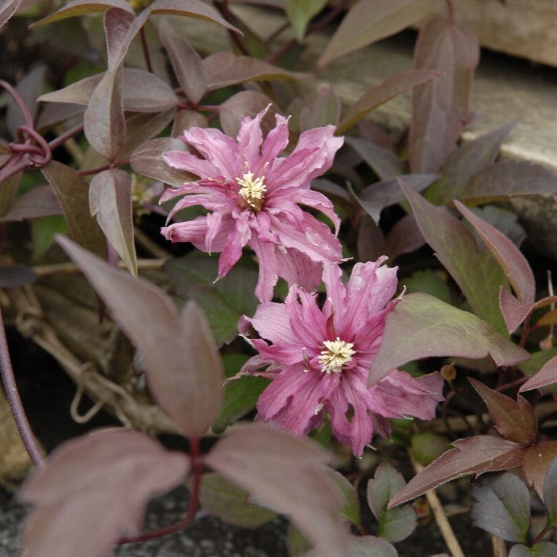 Clematis montana 'Marjorie'