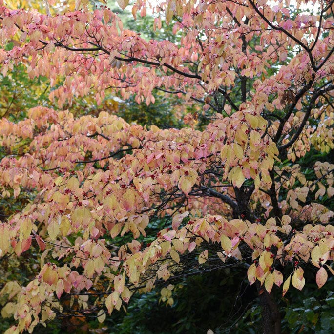Cornus florida 'Autumn Gold'