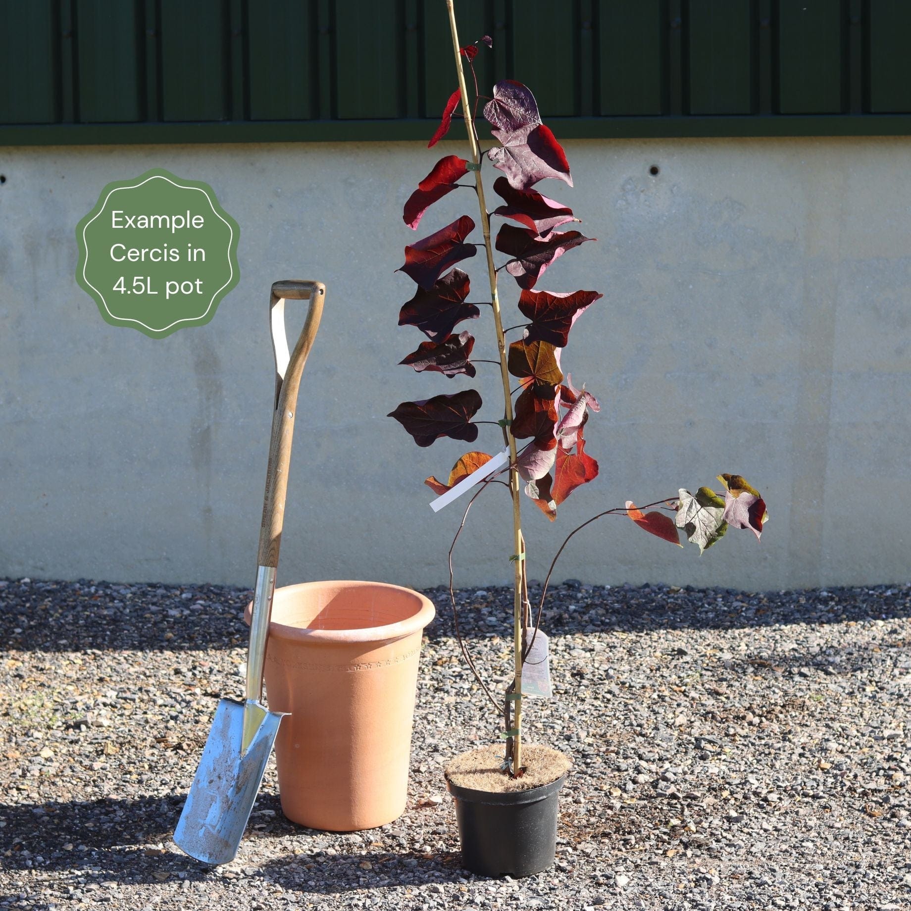 Cercis canadensis
