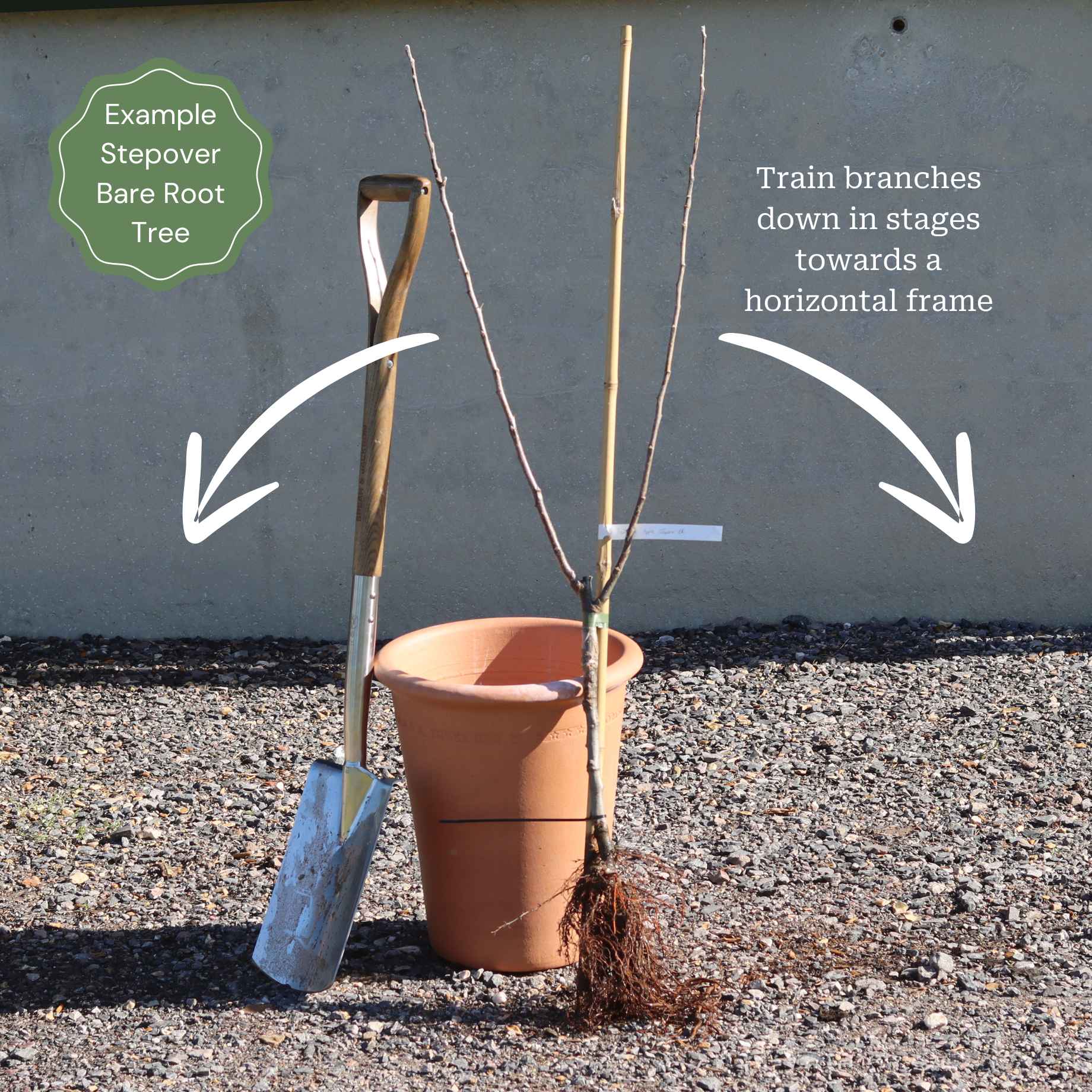 Stepover Apple Tree