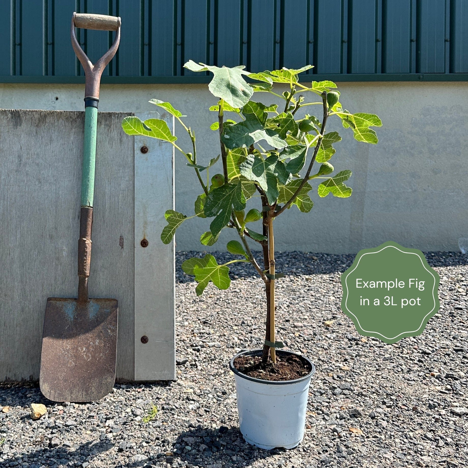 Half-Standard Fig Tree