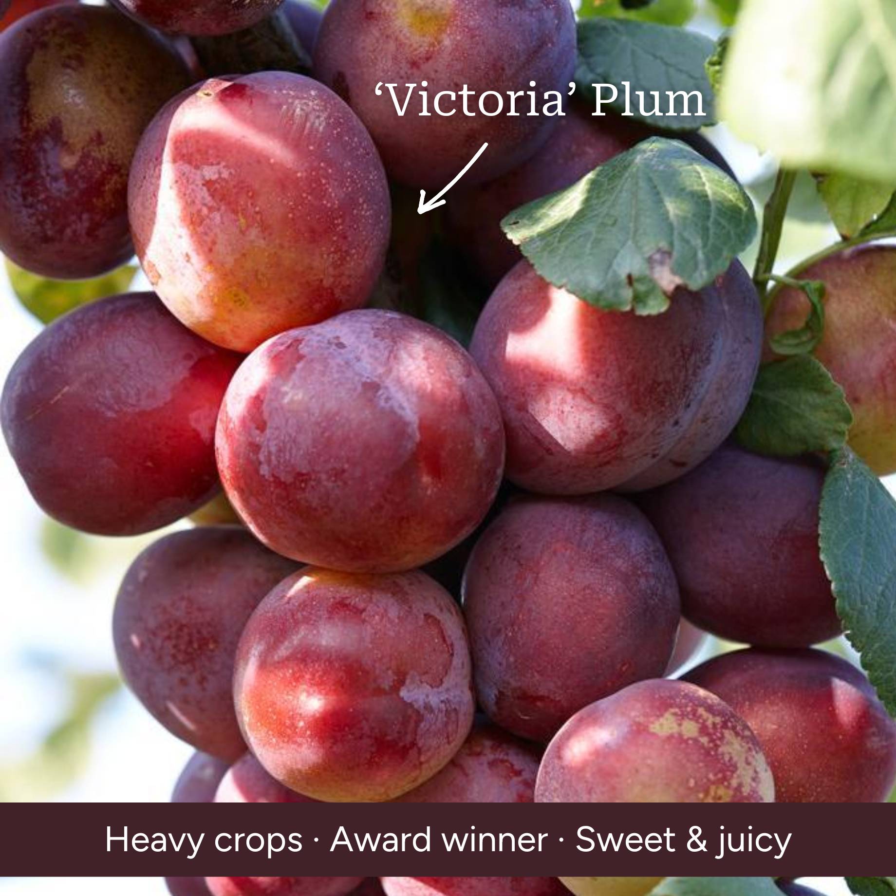 Cherry, Pear & Plum